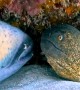 A Triggerfish and a Moray Eel in love