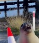 Neil the Seal Plays With a Traffic Cone
