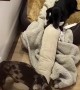 Wiener Dog Pups React to Wiener Dog Doorstopper