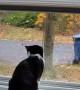 Kitty Watches the Leaves Fall