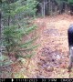 Two Bull Moose Put on a Show in Front of Trail Cam