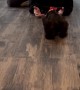 Woman Surprised With New Schnauzer Puppy