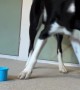 Border Collie Loves Stacking Cups