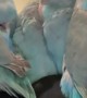 Little Parrotlets Snuggle Together