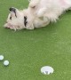 The Cutest Putting Obstacle