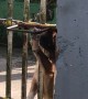 Clever Dog Opens Gate By Itself