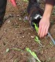 Cat Helps With Gardening