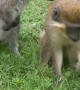Maya The Monkey And Bennet The Wallaby