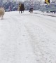 Sheep Bounces Down Mountain Road