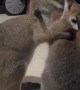 Adorable Wallaby Joeys