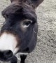 Happy Donkey Loves Owner