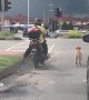Dog Obeys Traffic Laws