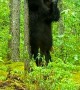 Black Bear Scratches Its Back