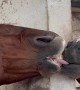 Horse Nibbles Neighbor's Tongue
