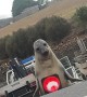 Neil The Seal Plays With Traffic Cone