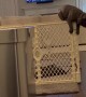 French Bulldog Pup Escapes Pen