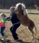 Mini Horse Conga Line
