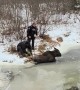 Rescuing A Moose From The River