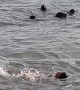 Woman Swims With Sea Lions
