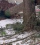 Aftermath of a Tree Falling on a House