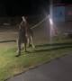 Kangaroo Tussle Turns Into Family Entertainment in Australia