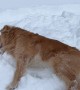 Golden Retriever Tries To Burrow