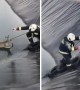 Firefighters rescue deer from a frozen reservoir