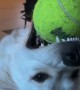 Molly the Derpy Golden Retriever Puppy Plays with Ball