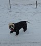 Pittie in a Snowsuit