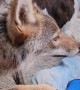 Weave the Coyote Grapples With Stray Dog