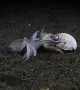 Coconut Octopuses Battle Over Shell