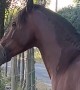 Escaped Horse Ignores Owner