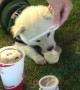 Doggo Enjoys A Pup Cup