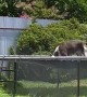 Dog Has Fun Jumping on Trampoline