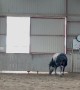 Little Equine and Big Equine Play Together