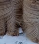 Goldendoodles in the Winter Wind