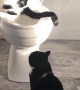 Cat Takes A Long Leak In Toilet