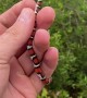 Harmless Scarlet Kingsnake