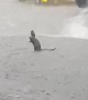 Rat Rejoices In The Pouring Rain