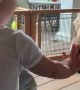 Puppy And Baby Play Boop Through Screen
