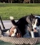 Dogs Like to Swing