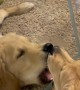 Golden Retriever Puppy Plays In Mirror