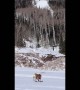 Snowboarding Bulldog