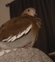Kirby the Dove Gets Excited