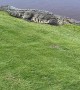 Giant Gator Makes Its Home on Florida Golf Course