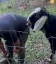 Goat Flirts To Prevent Fence