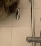 Siberian Cat Perches On Shower Rod