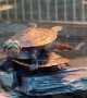 Turtle Acrobatics