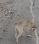 Dog Helps Manage Branches