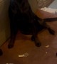 Black Lab Is Proud Of Mess